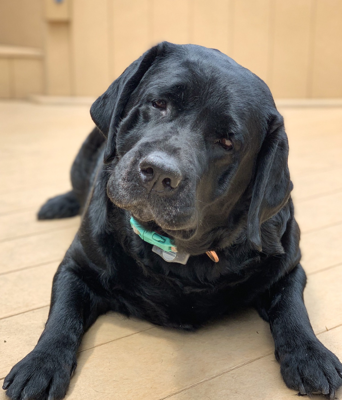 Annie, a black Kingridge English Labrador Retriever
