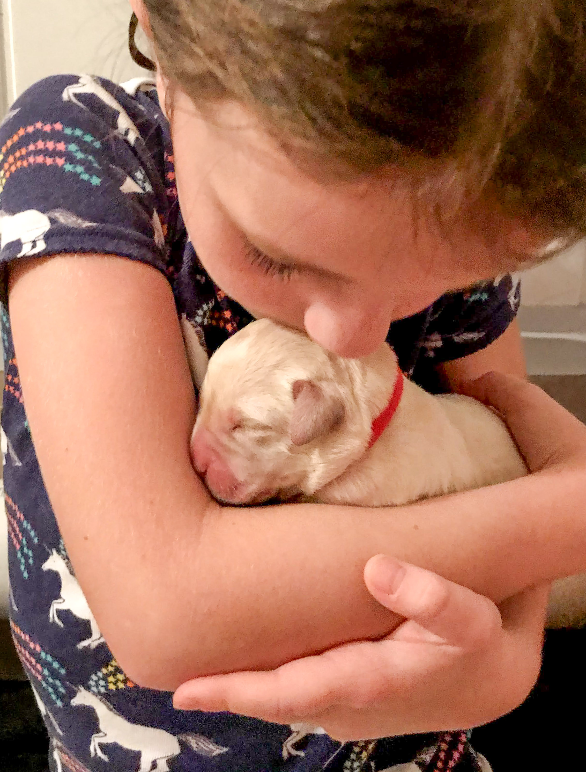 Young child gently kissing a yellow Labrador puppy