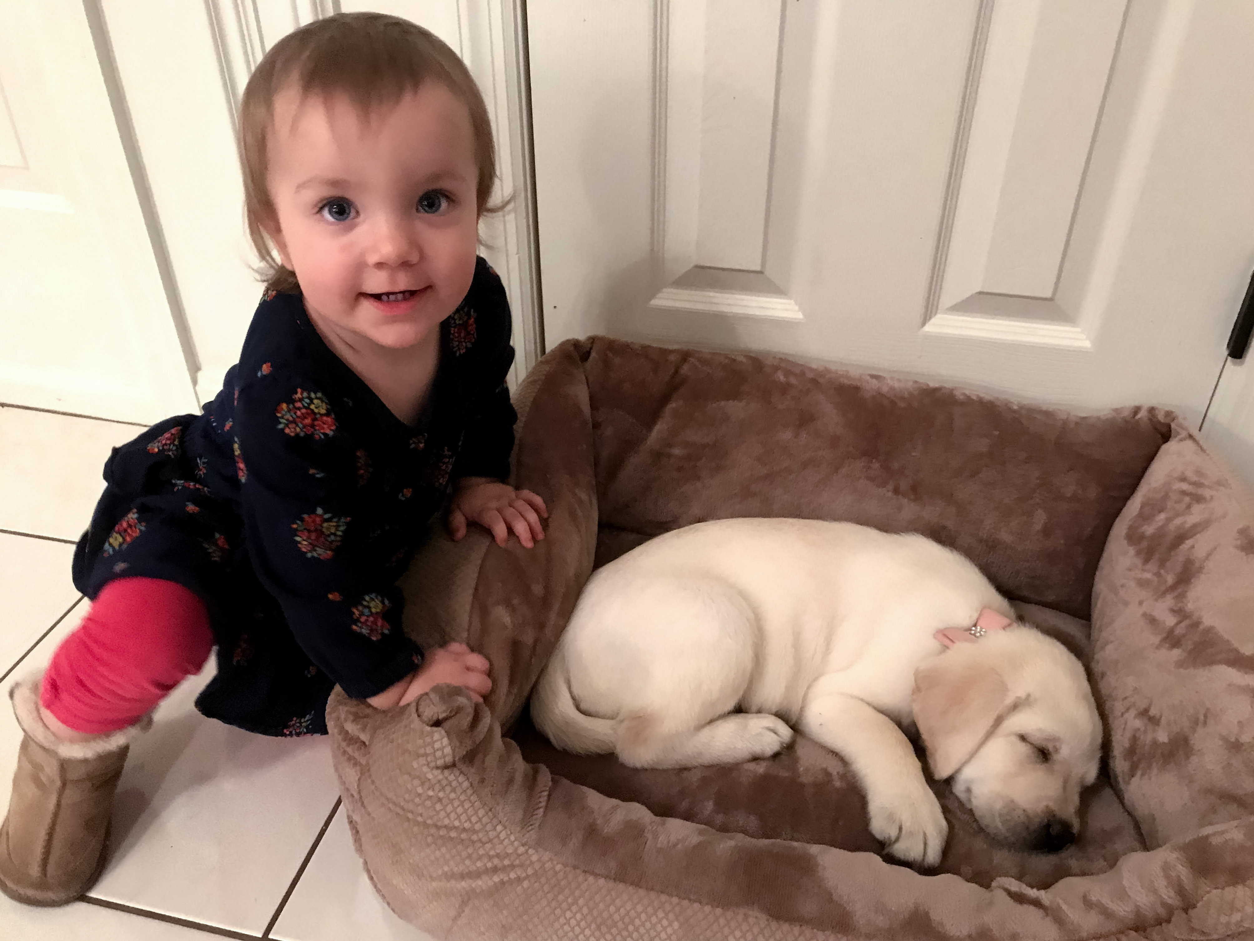 Young child visiting a sleeping yellow Labrador puppy