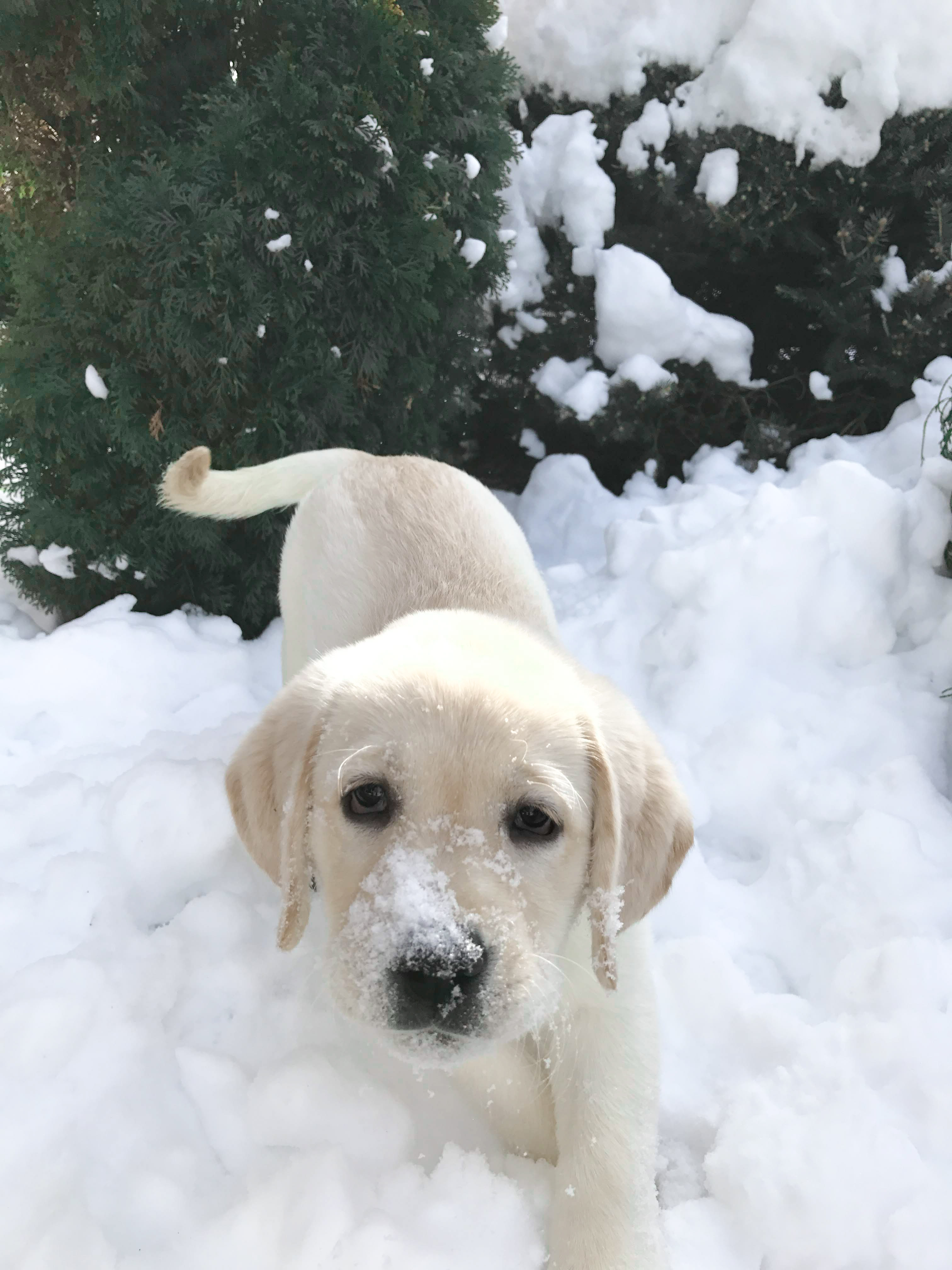 Yellow Labrador puppy exploring fresh snow