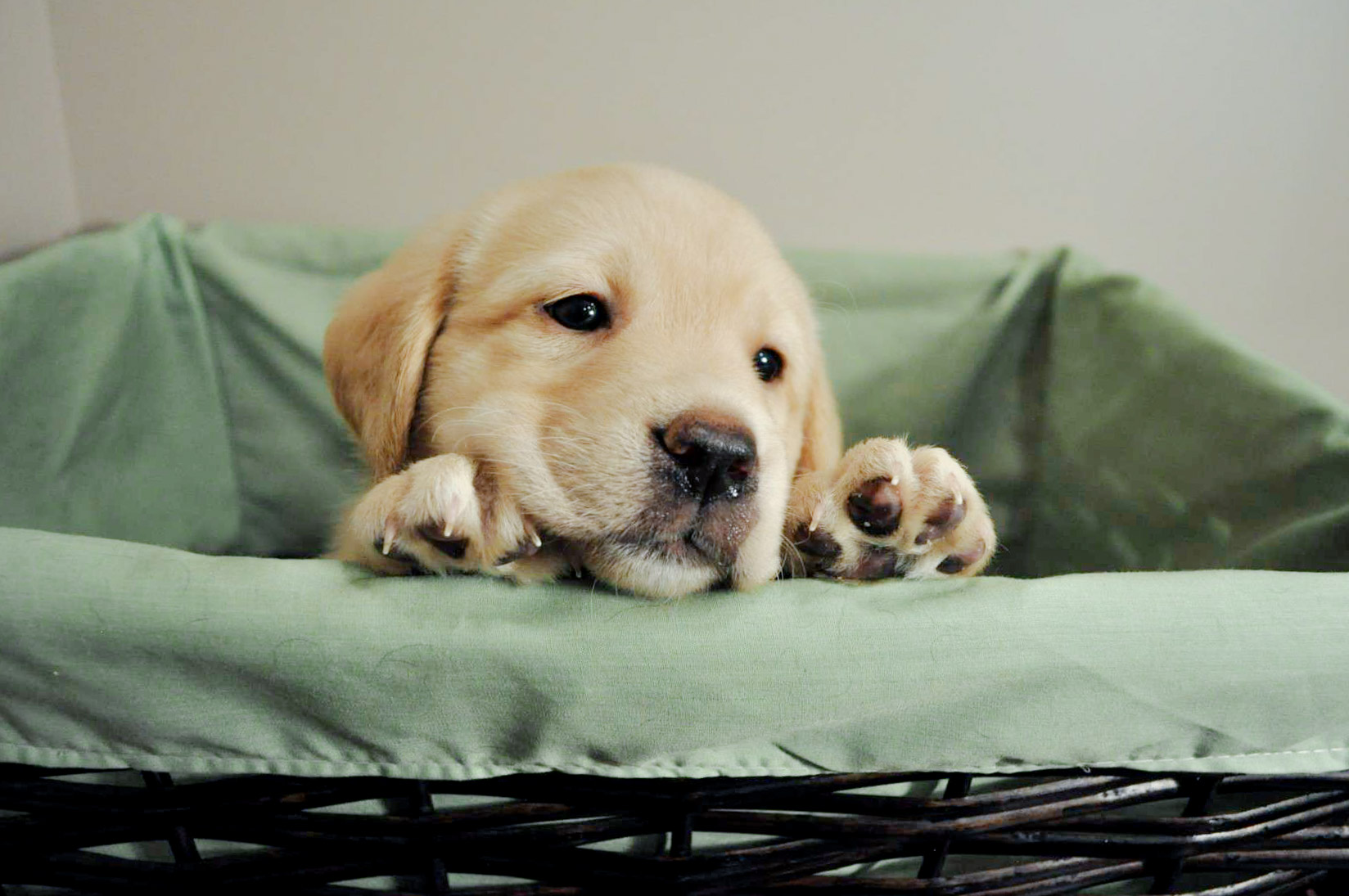 Yellow Labrador puppy peeking over the edge of a basket