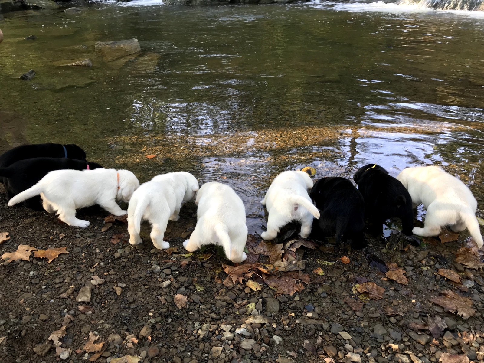 Kingridge Labrador puppies exploring a shallow stream