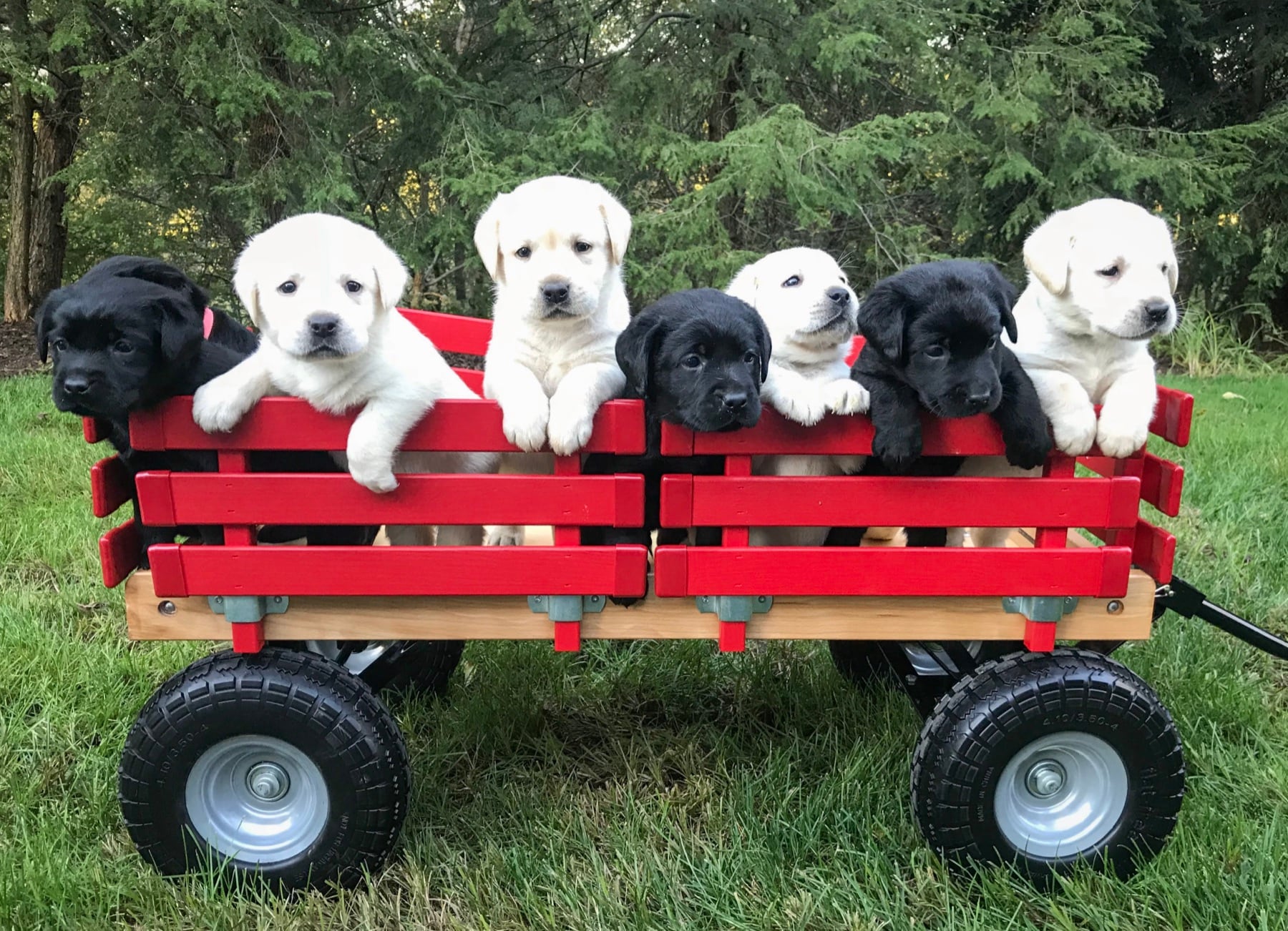 Adorable Kingridge puppies that are trained and raised in an enriching environment