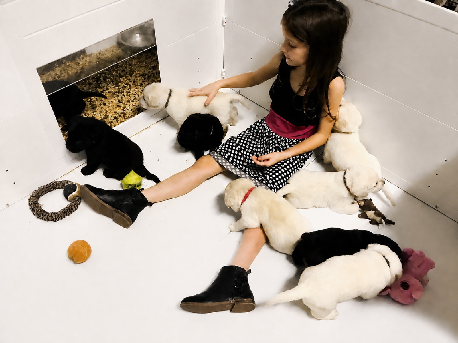 Kingridge Labrador puppy experiencing early socialization