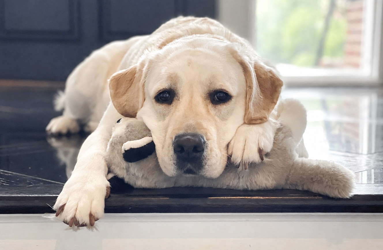 Willow, a light cream English Labrador Retriever