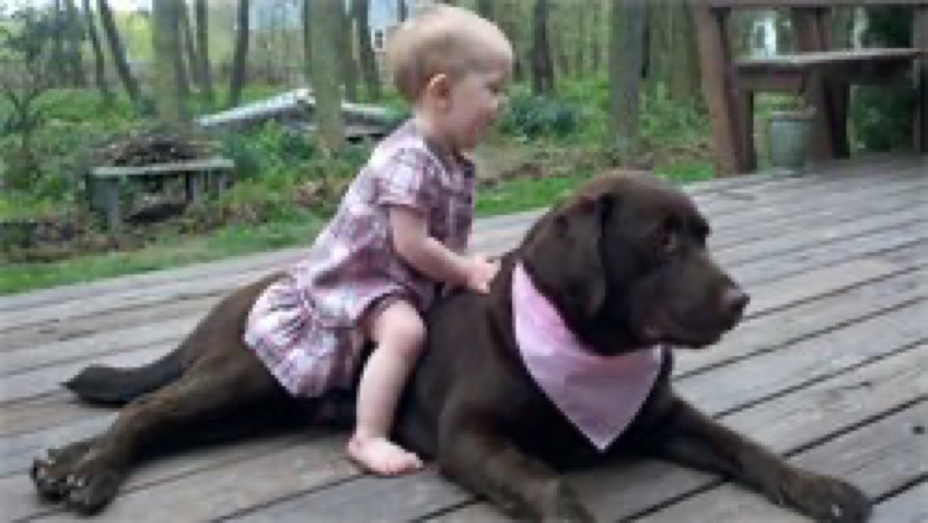 Shiloh, a chocolate Kingridge English Labrador Retriever