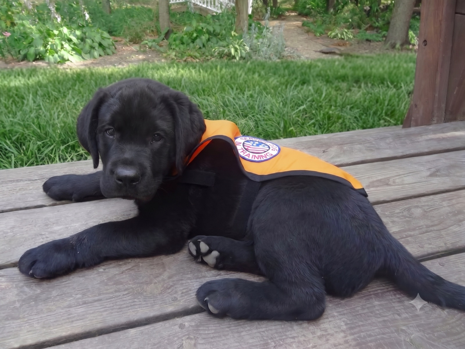 Black Labrador puppy wearing a service dog training vest