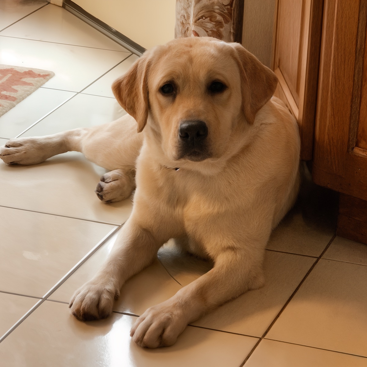 Willow, a light cream Kingridge English Labrador