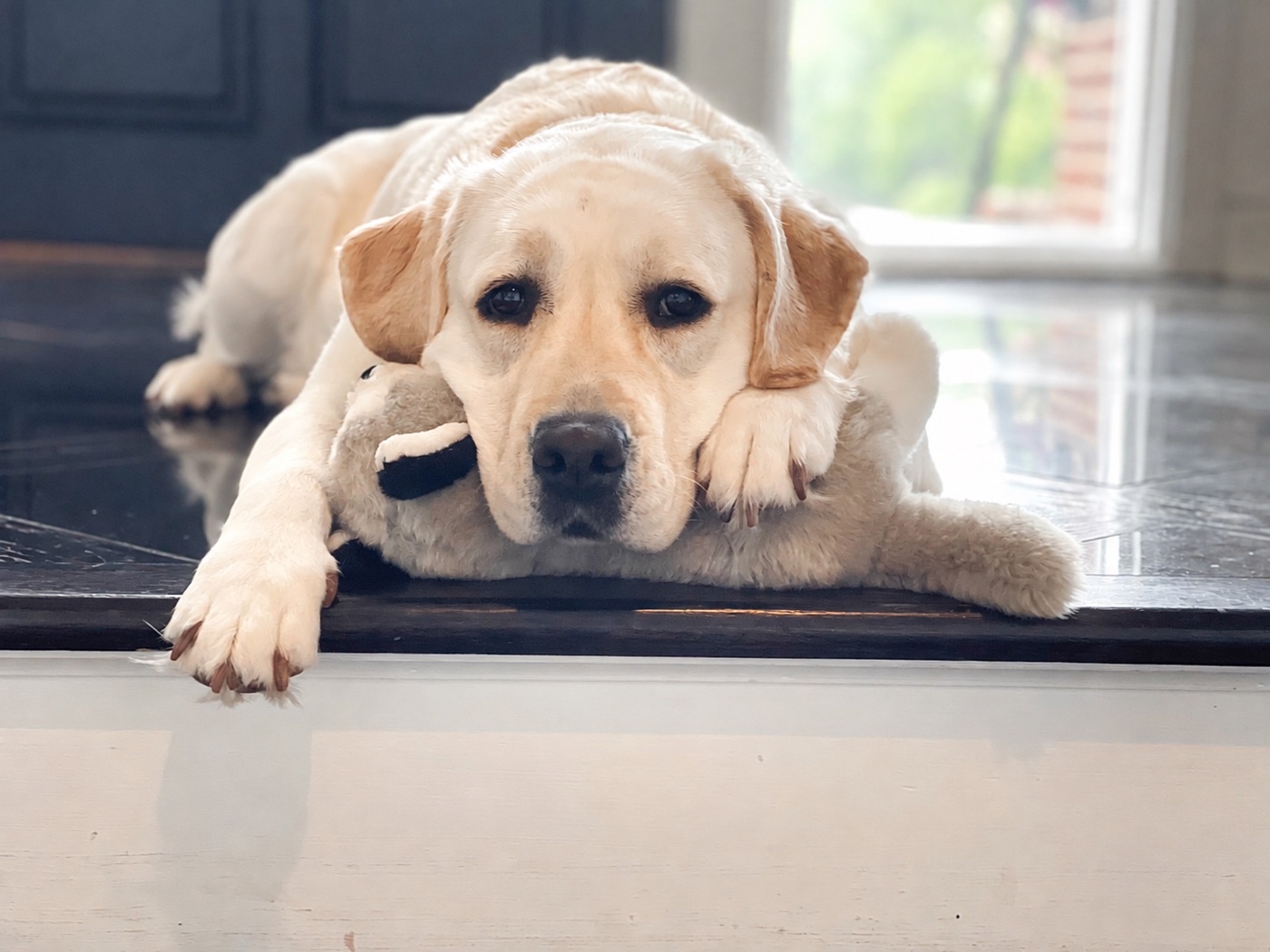 Willow, a light cream English Labrador Retriever