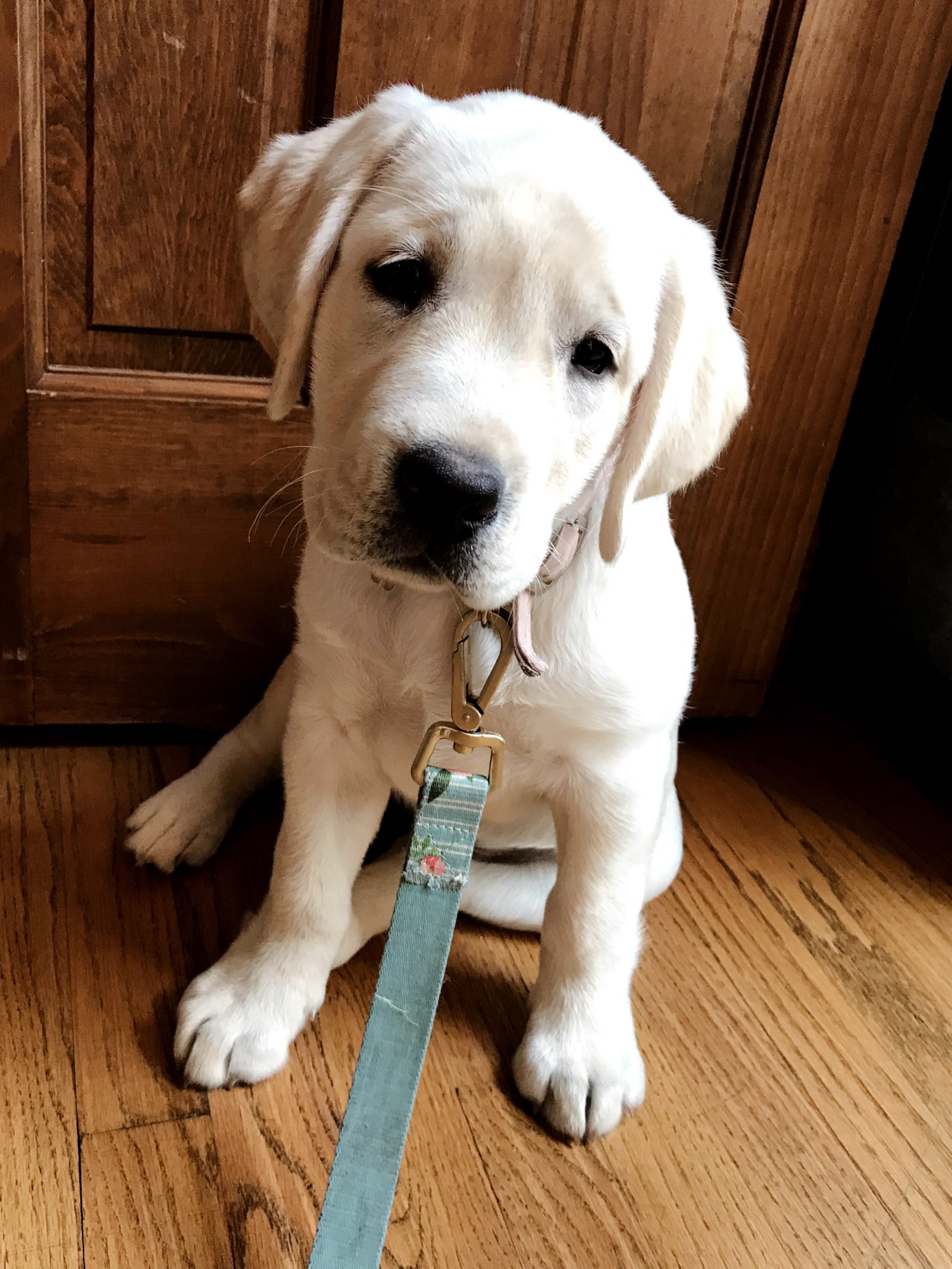 Yellow Labrador puppy practicing walking on a lead