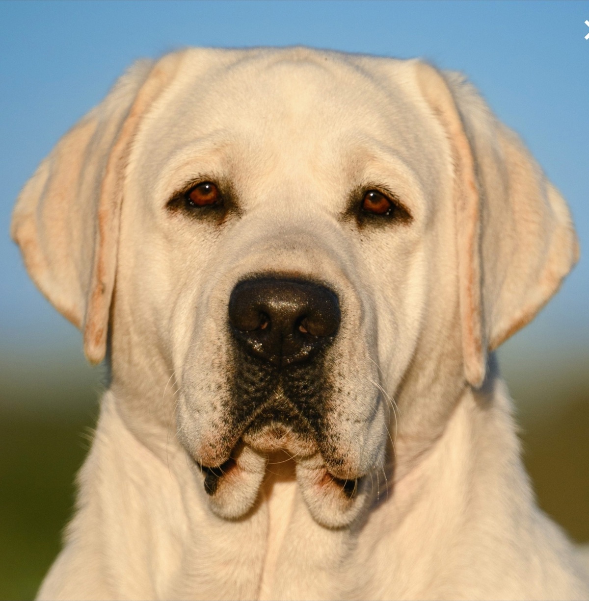 PayDay, yellow English Labrador sire for the planned Kingridge litter