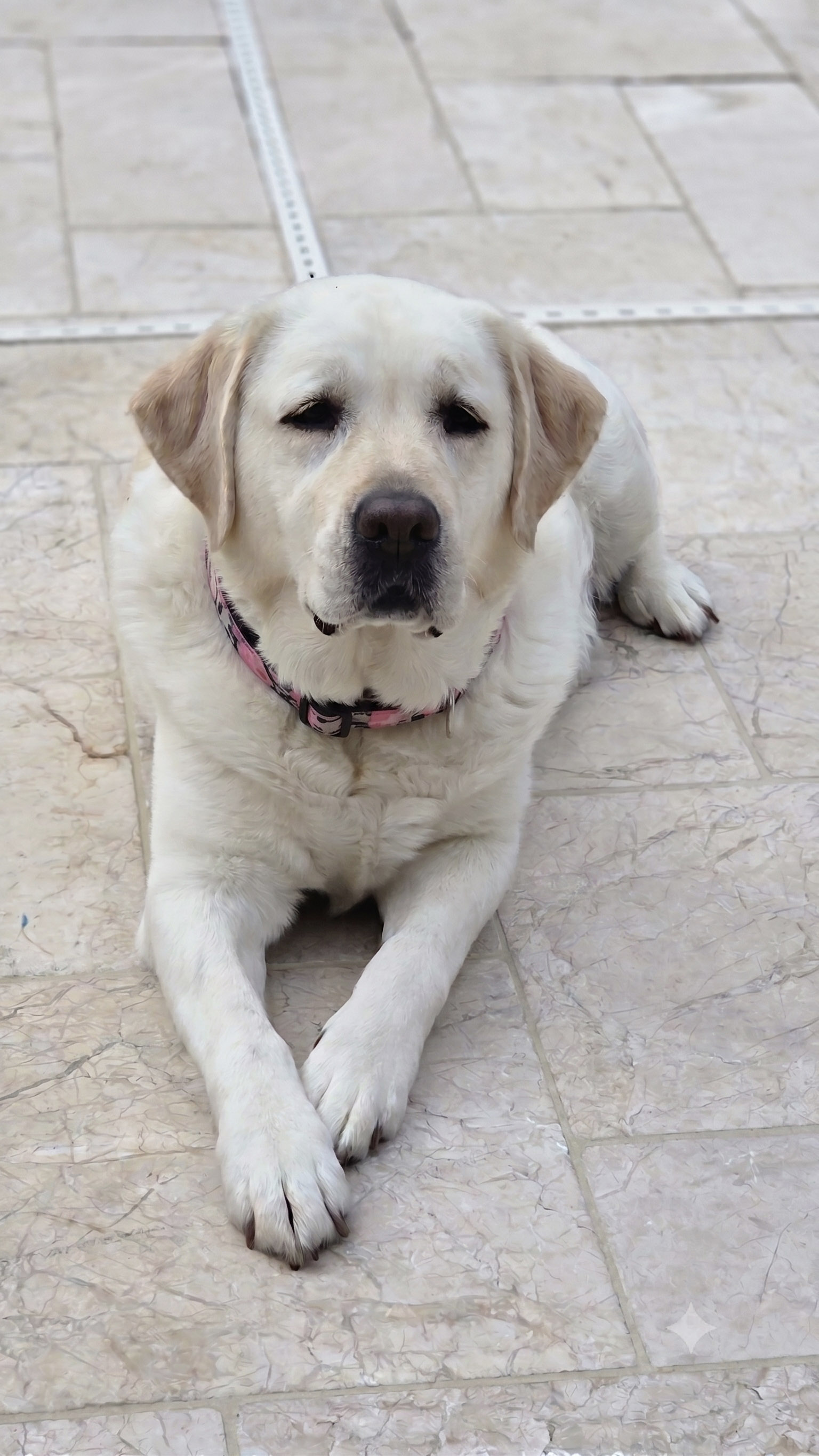 Willow standing outdoors