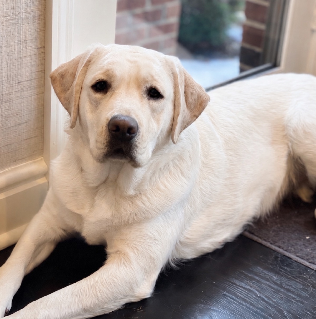 Willow, light cream English Labrador dam for the planned Kingridge litter